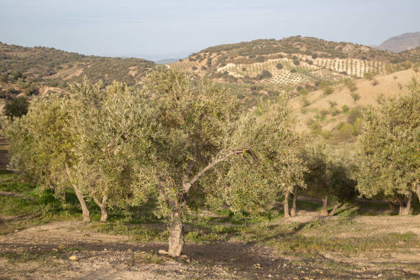 Olympia Olive Tapenade