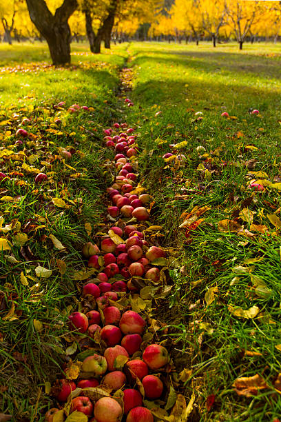 Washington Apple Salad